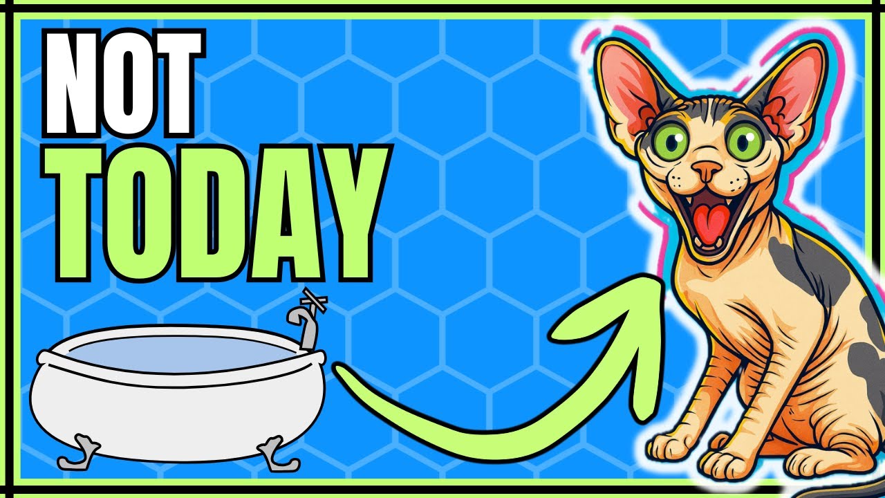 This Sphynx CAT🌀 Refused a BATCH… So WE DID this instead 🐾