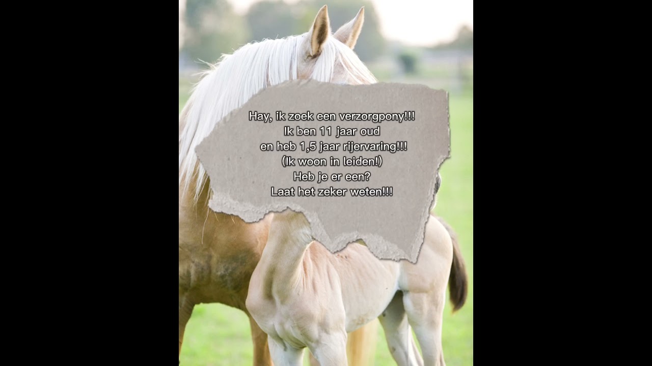 Verzorgpony gezocht!!!