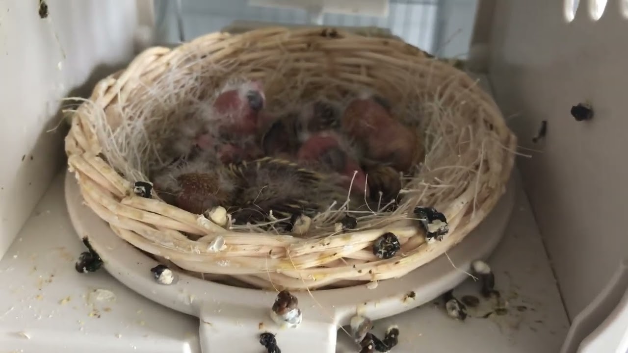 22nd April breeding update
