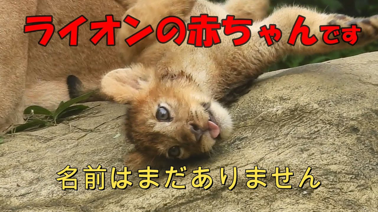 ライオンの赤ちゃんです　名前はまだありません　とくしま動物園のライオン