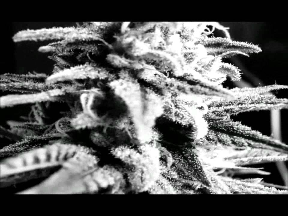 mi cosecha marihuana