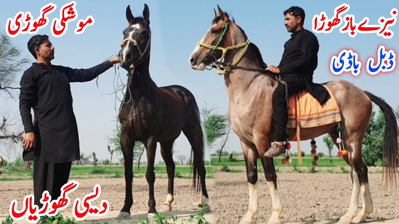 Naze Baz Ghora For Sale | Kumait Dancer Ghori | Mushki Chal Baz Ghori
