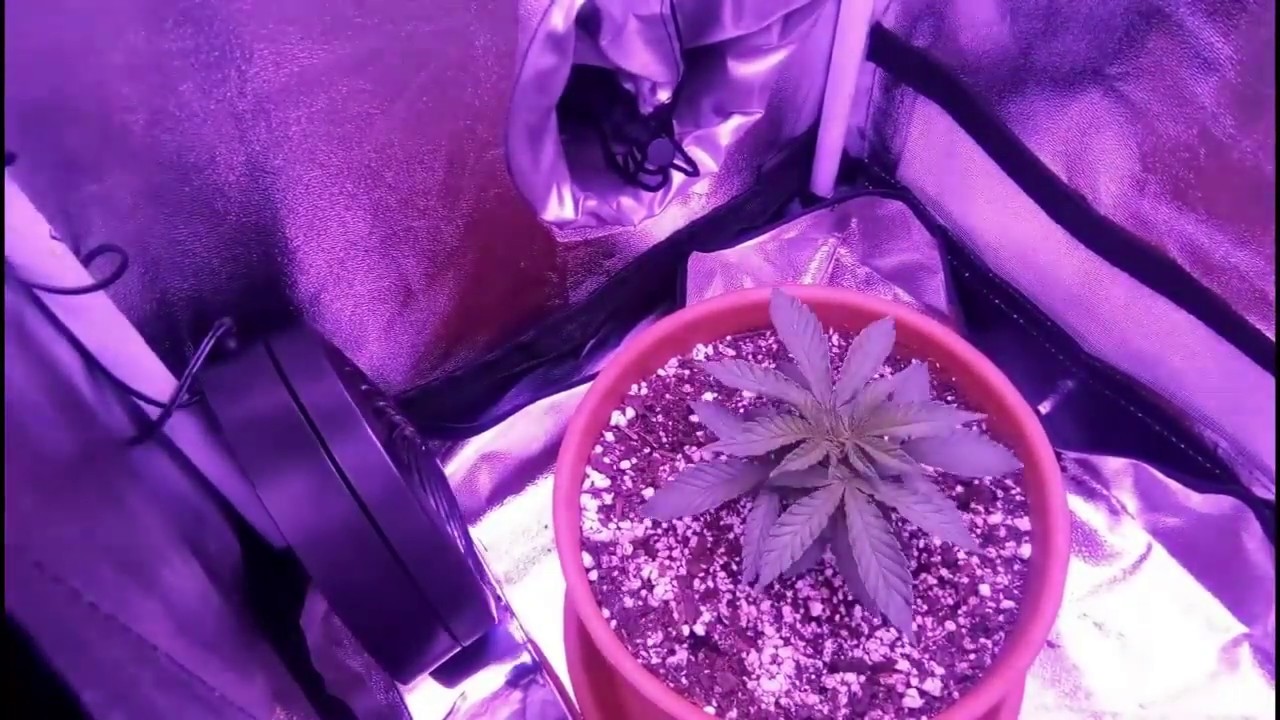 #1 Award Winning Grow Light Time Lapse