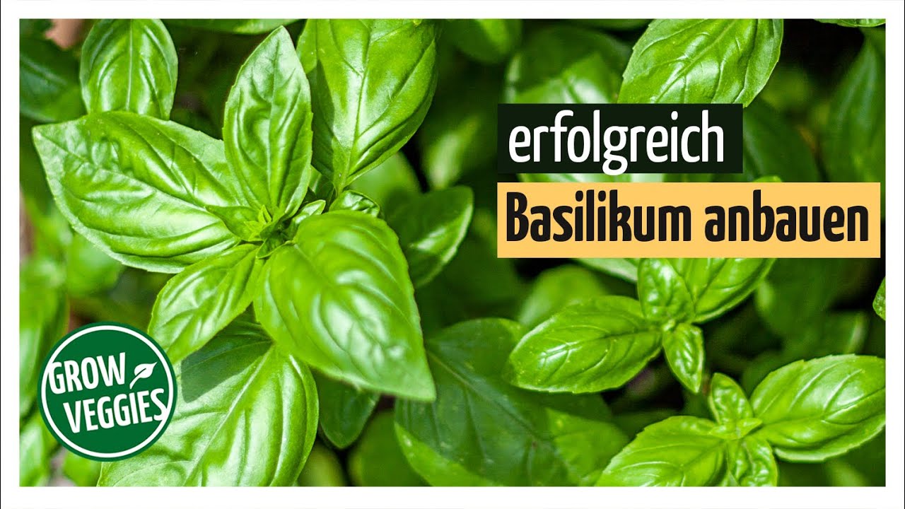 Basilikum erfolgreich anbauen | Basil im Garten @Gartengem&uuml;sekiosk