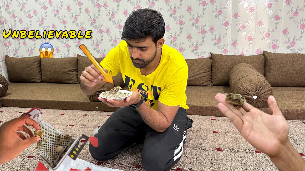 Quail Kay Chiks bhi Niklna Start 😍 Ykeen He Ni Ho Raha ❤️