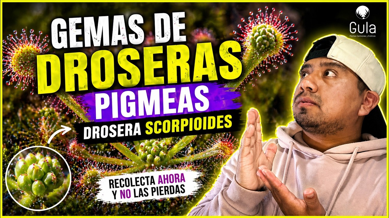 Gemas de droseras pigmeas - Droseras Scorpioides