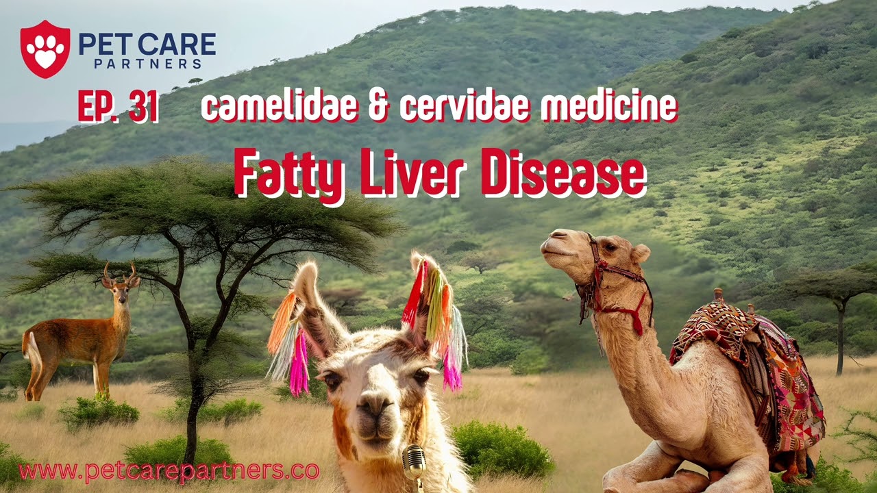 🎥 EP 31 — Fatty Liver Disease in Camelidae & Cervidae | Pet Care Partners