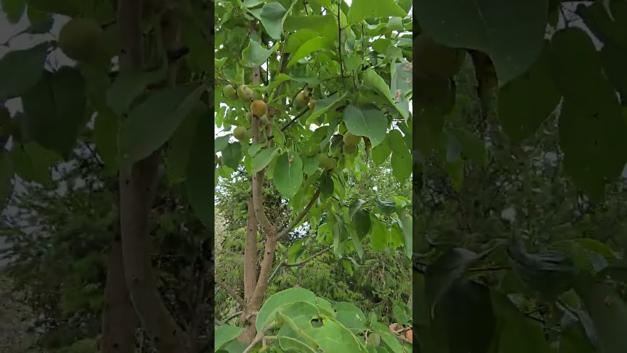 Chestnuts and Persimmons