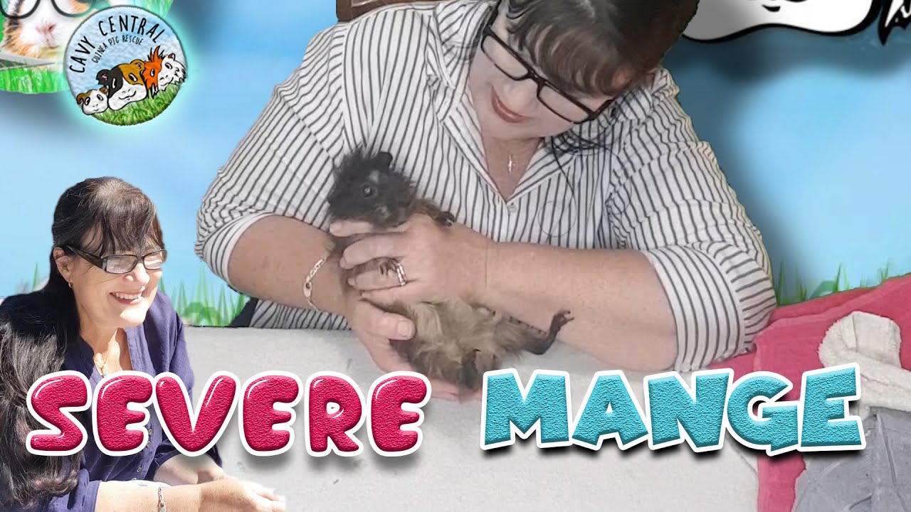 severe mange with systemic fungal on guinea pigs - how to treat this with Lyn from  Cavy Central