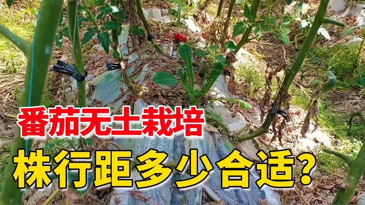 番茄无土栽培，株行距多少合适？与土壤栽培有区别【付老师种植技术团队】
