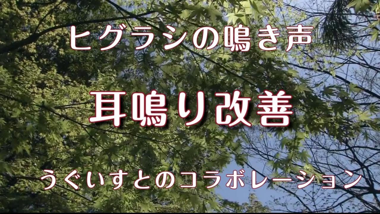 【耳鳴り治療音】耳鳴りに効果大 ヒグラシの鳴き声とうぐいすのコラボレーション