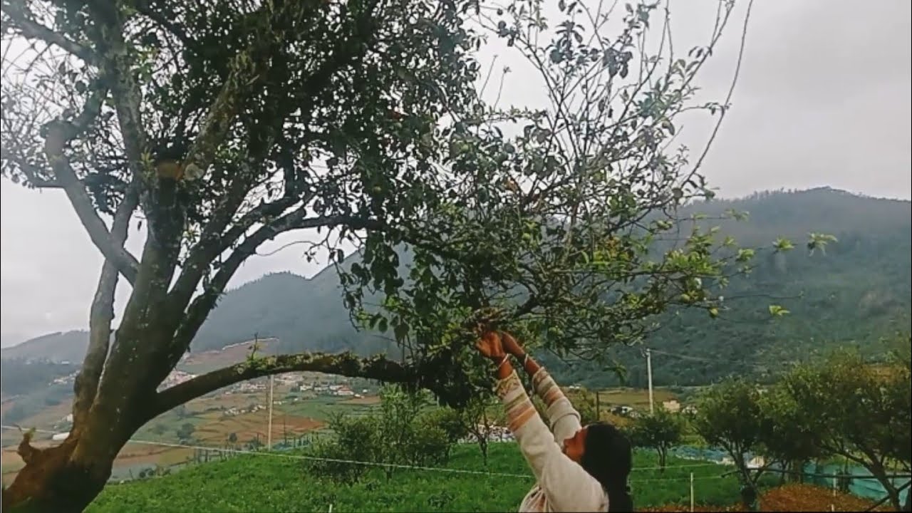 ஊட்டியில் ஊட்டி ஆப்பிள் 🍒பறிக்கலாம் #video #in thamil