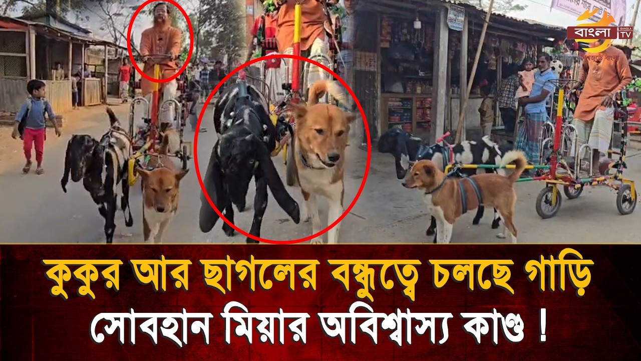 কুকুর-ছাগলে একসাথে টানছে গাড়ি, পেছনে বসা মালিক! সোবহান মিয়ার অবিশ্বাস্য কাণ্ড ! Bangla TV