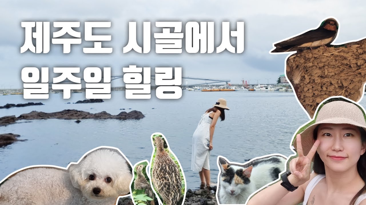 vlog | 제주 위미 🍊 | 이직 전 일주일 뭐하지? | 제주 위미리에서 동물들과 여유롭고 평화로운 힐링 생활 #Jeju #위미리 #감성숙소