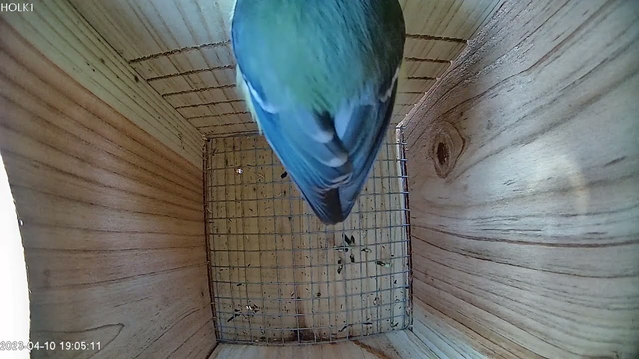 DAY 2 Highlights ! #bluetit #nestboxcamera #nature