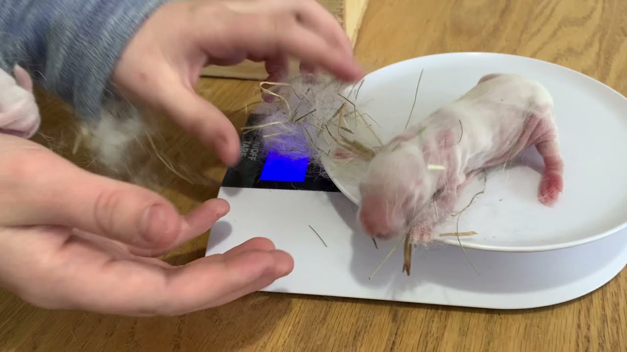 #35 - We got baby bunnies 🐰🐰| Meat Rabbit Kits | Mini-steading | Nova Scotia