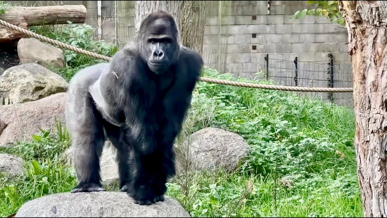 SILVERBACK VIKING IS THE GORGEOUS NEW LEADER