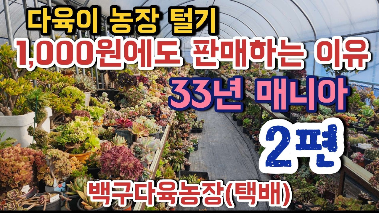 (택배함)과일농사 준비로 다육이 대정리! 1000원 다육이 등장 🌵 ㅣ#백구다육농장 #다육이판매 #국민다육이 #청법사철화 #에오니옴 #꽃피는염자 #창다육 ㅣ #신쌤의다다육선