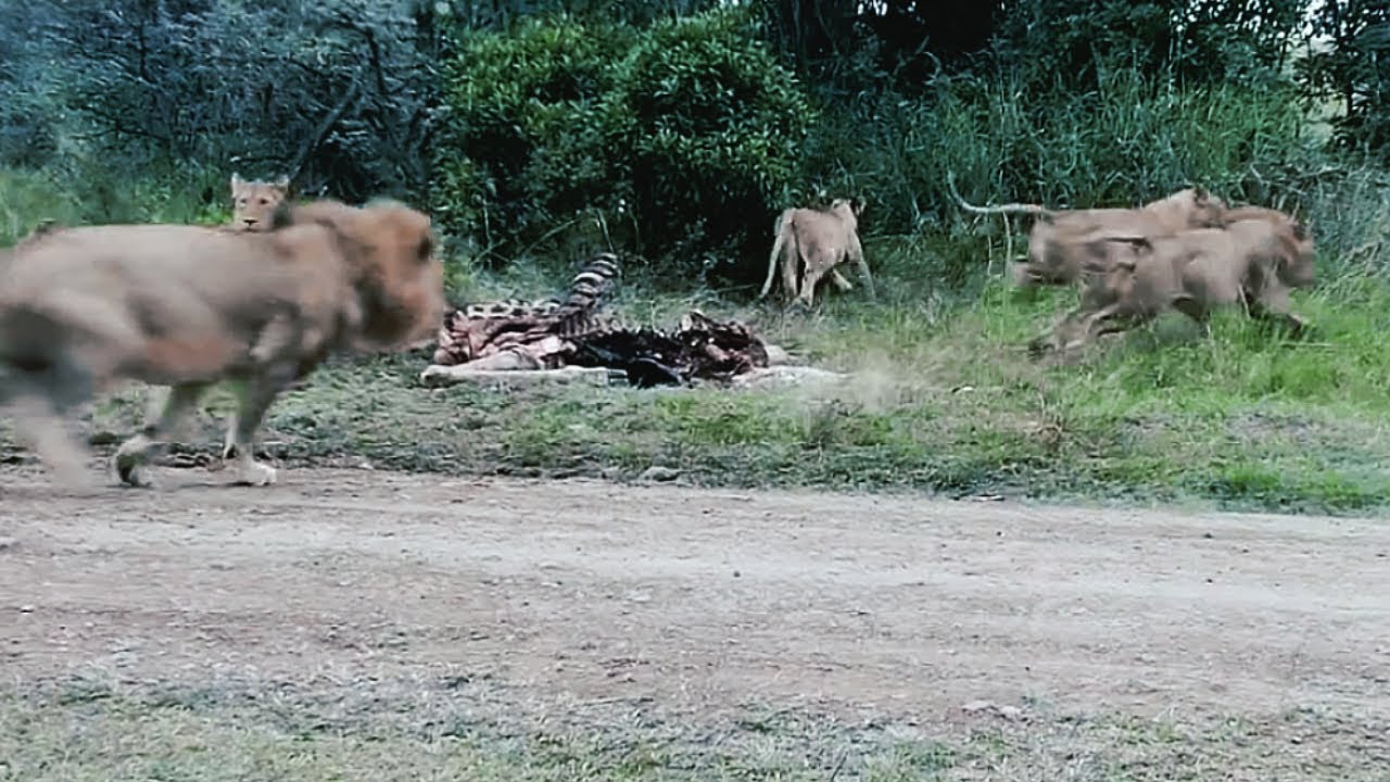 Enkuyanai Male Lion chasing Acacia Male Lion | Lion Warfare | Masaimara | 29 March 2025