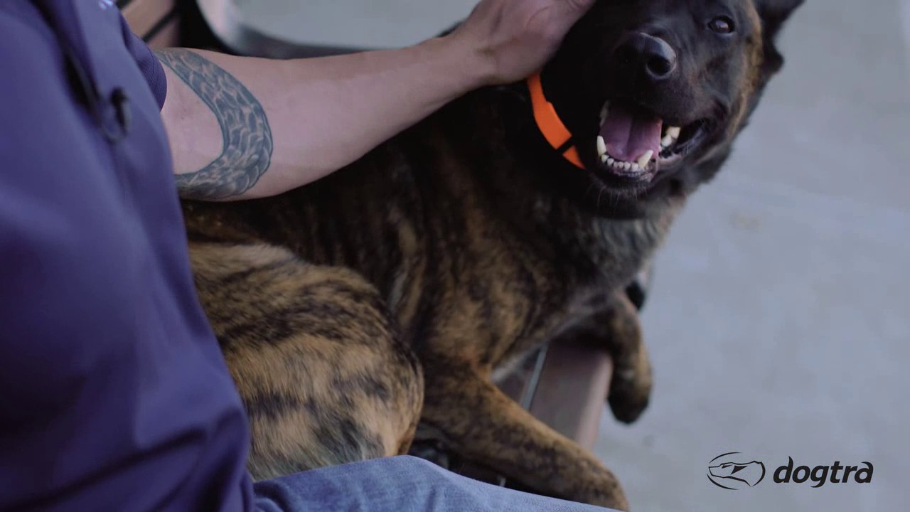 Ep.10 - K9 Dog Training with Mike Ritland: Public Obedience