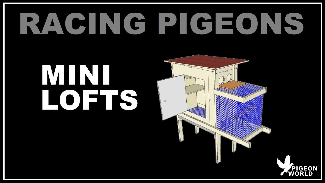 mini pigeon lofts