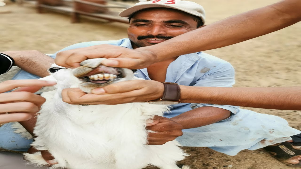 طبخ ذبيحة كاملة عربي شي يجملك ويشرفك ( طبخة العيد )👍