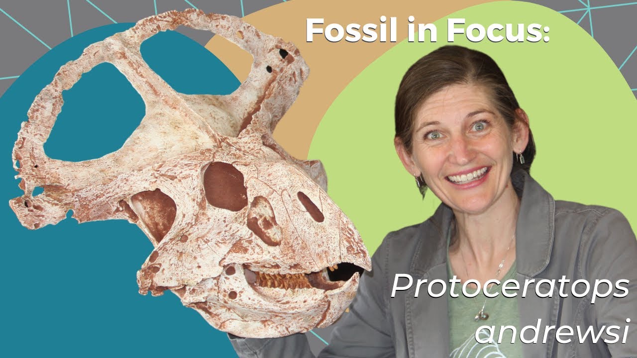 Fossil in Focus: Protoceratops andrewsi