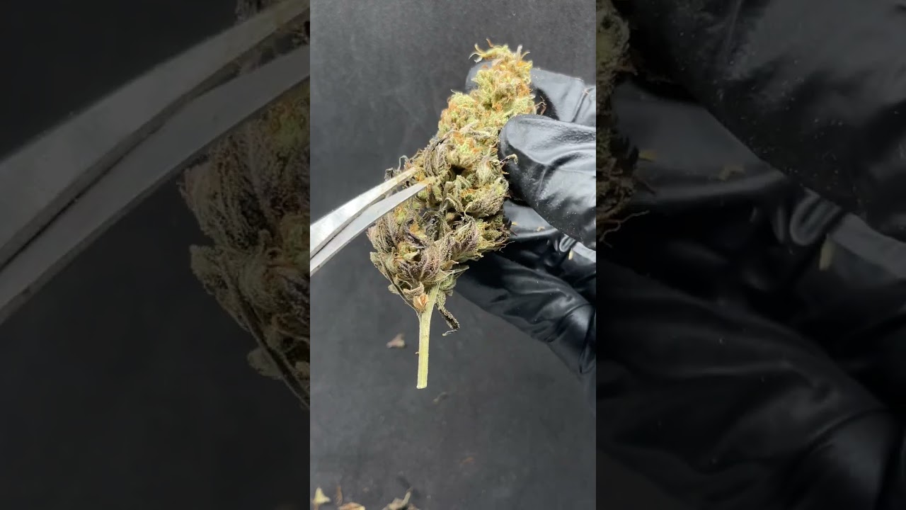 Trimming cannabie ASMR