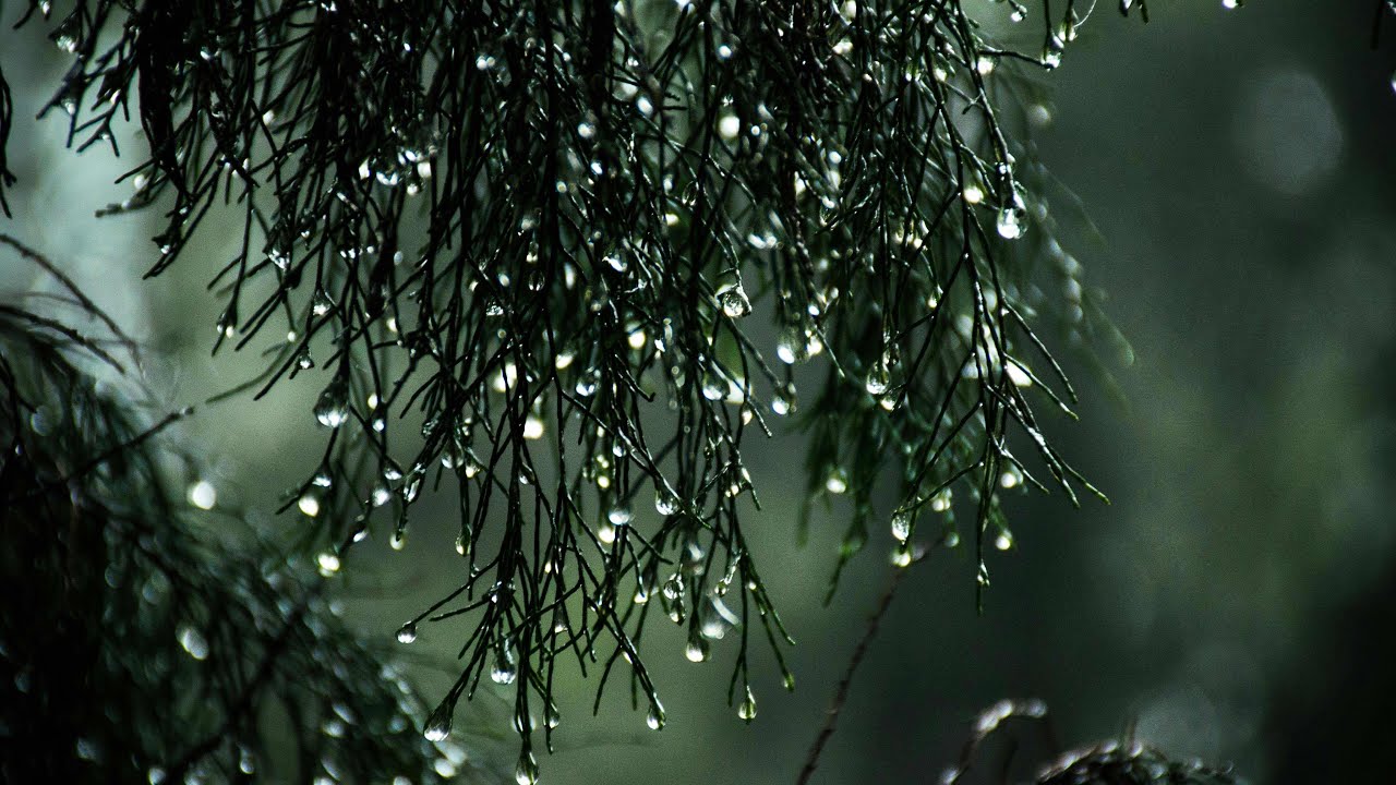 Deep Sleep Rain Sounds | 🌙 Gentle Forest Rain for Relaxation | Stress Relief & Insomnia