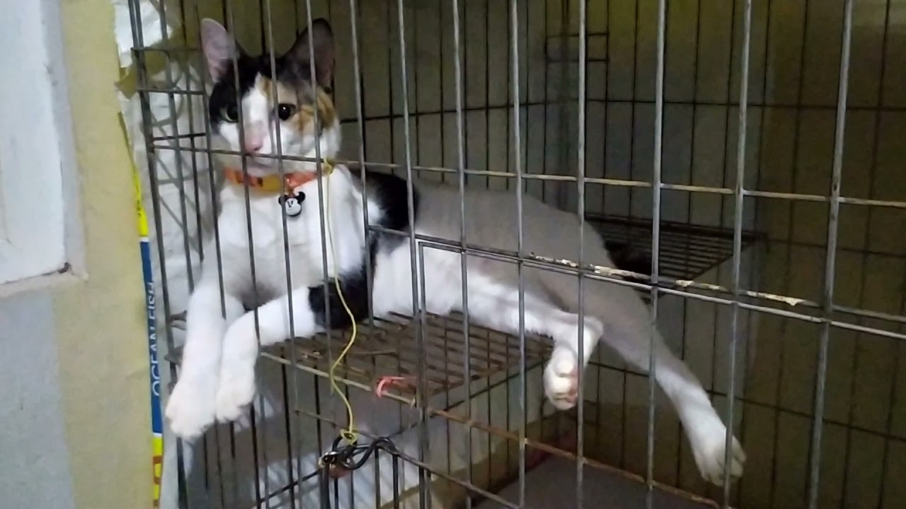 REAKSI KUCING BEJO KETIKA SEMUA ANABUL KELUAR KANDANG - KUCING BELANG TIGA JANTAN