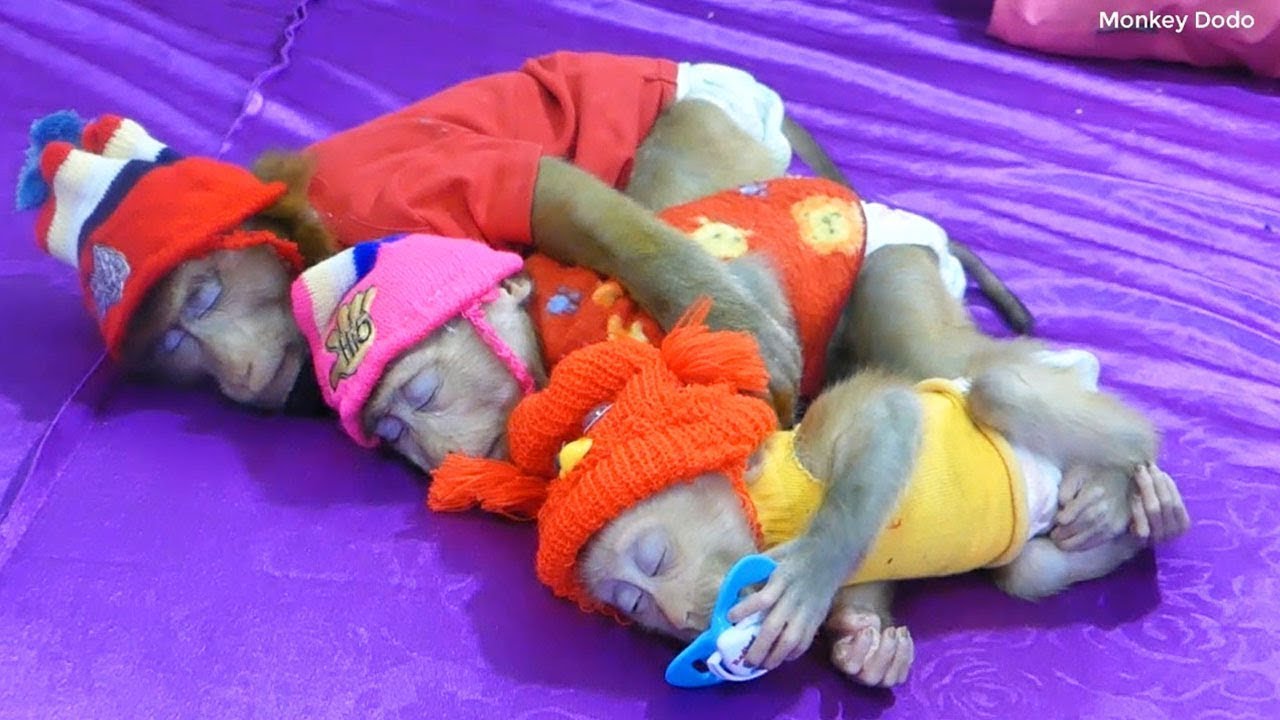 Wow, cute scene—Dodo, Donal, and Moly rest peacefully in soft hats