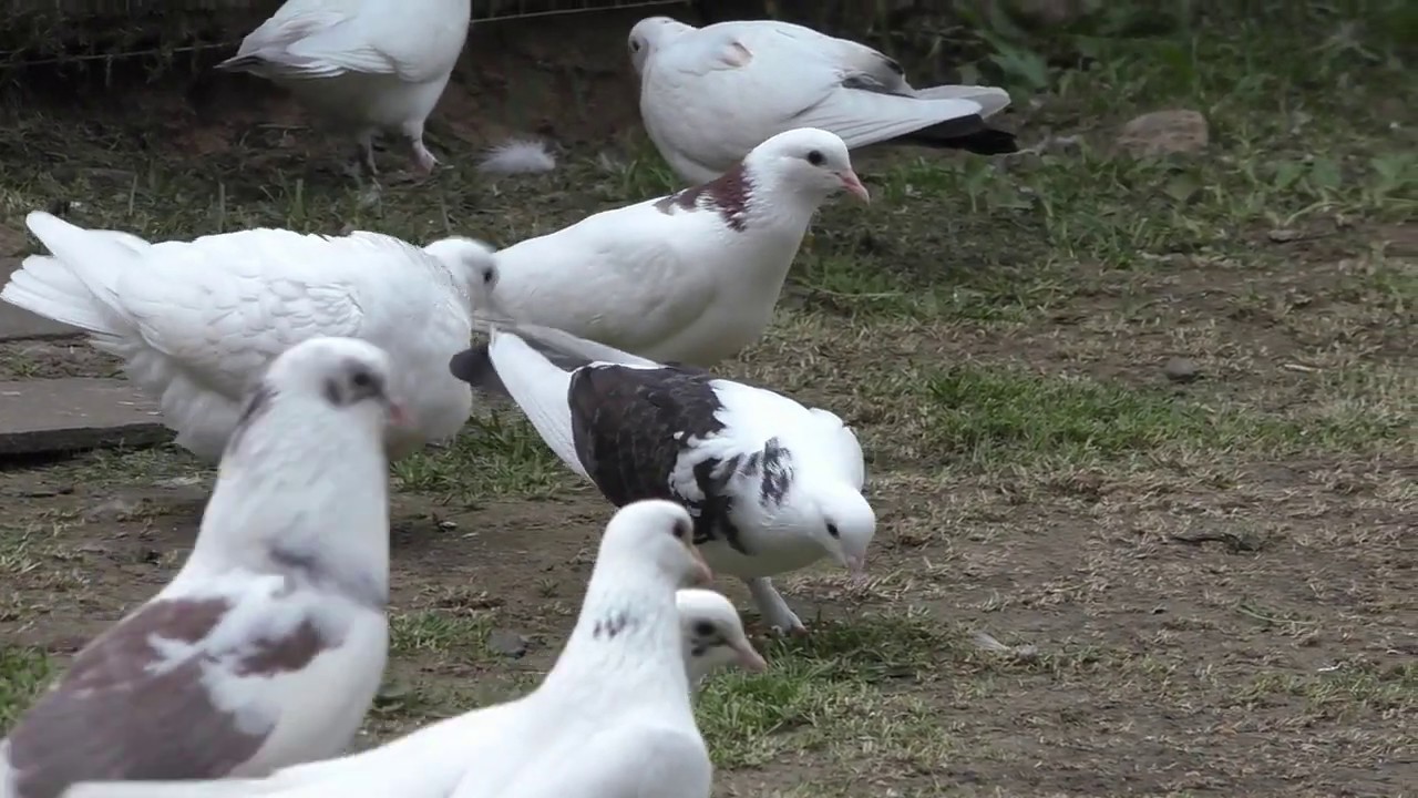 Голуби Рахмана ,история возникновения линии голубей Октая, ответы на вопросы. Показываем молодёжь !!