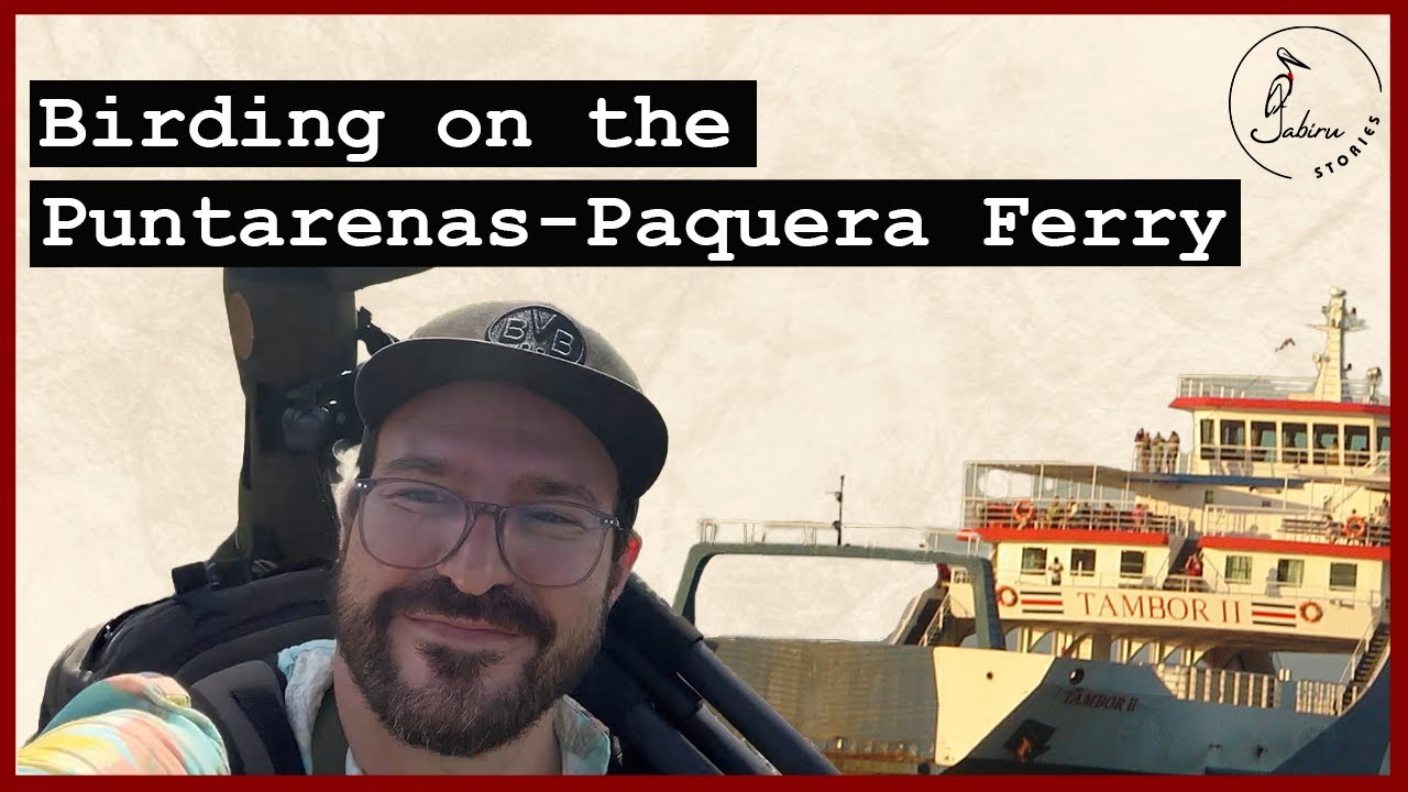 Birding On The Puntarenas-Paquera Ferry - A Poor Man's Pelagic Trip