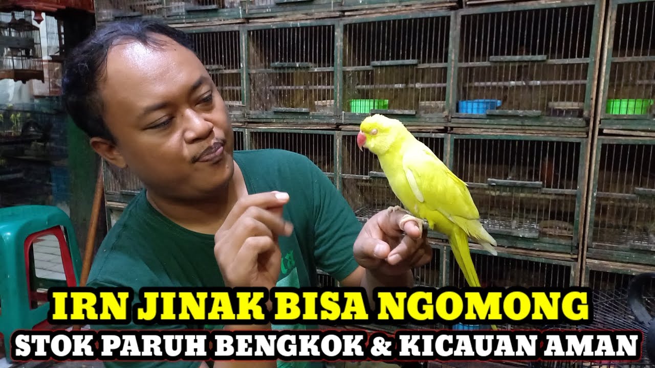 SIDAK HARGA BURUNG PARUH BENGKOK & KICAUN DIKIOS YANTO PASAR BURUNG PRAMUKA HARI INI