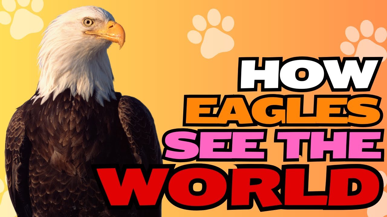 How Eagles See the World 🦅👀