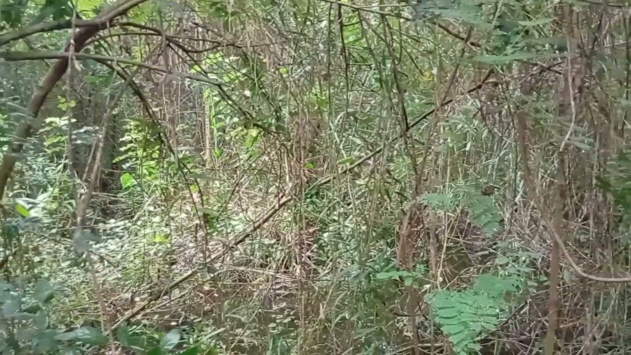 Relaxing Asian Koel song /Coucou Koel                                                