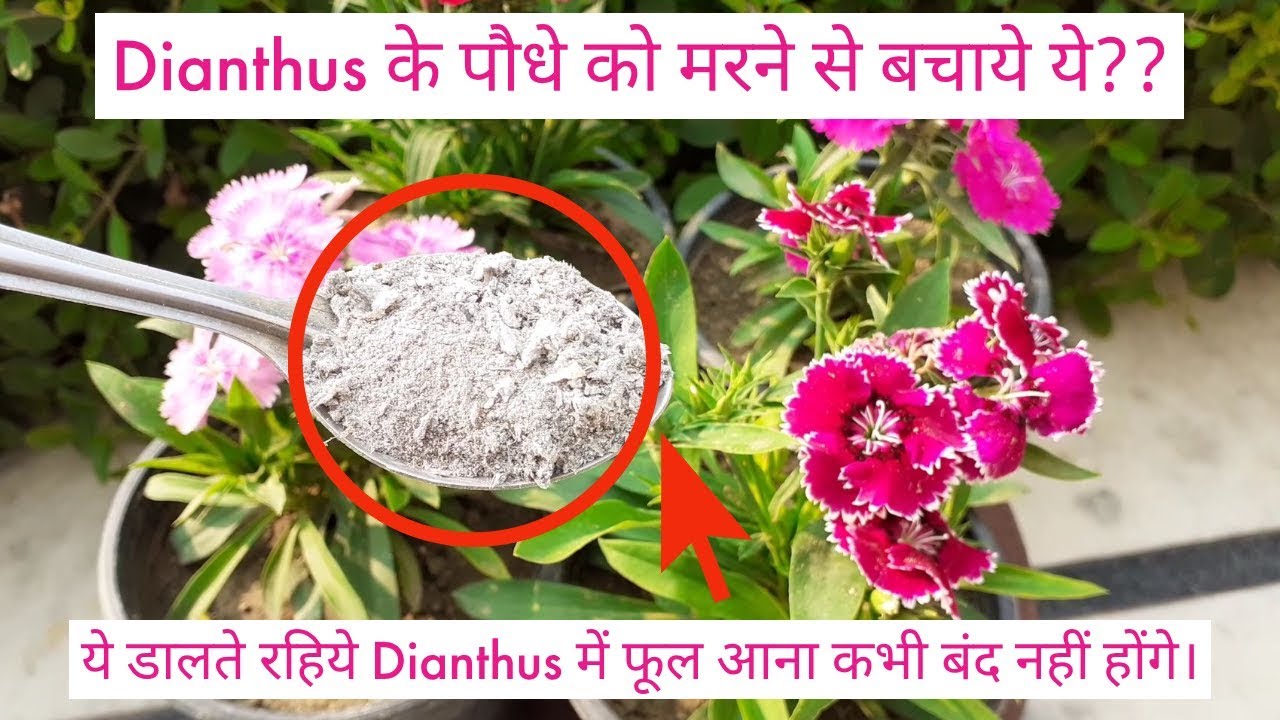 Dianthus में कमाल दिखाये ये फ्री की खाद!! Dianthus Plant Care - Fertilizer