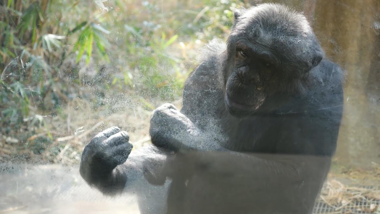 リズムチーム、ゲンキチーム、ケンタチーム、デビィさんチーム　宮崎市フェニックス自然動物園　チンパンジー　202601
