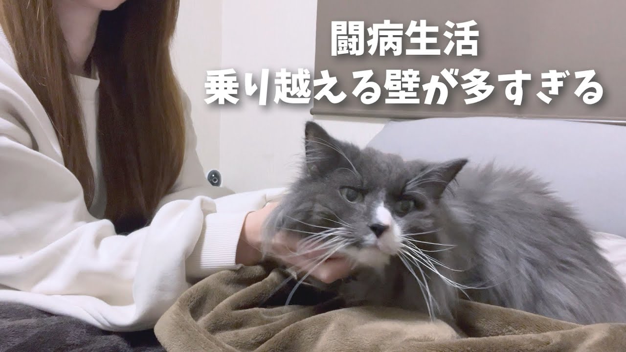 猫のリンパ腫｜抗がん剤治療の裏で起きていた耳の異変