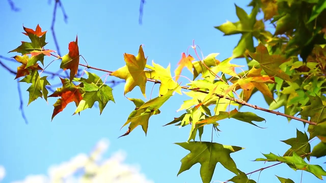 쇼팽 녹턴 20번 (F. Chopin - Nocturne in C-sharp minor Op. posth.) (new version)