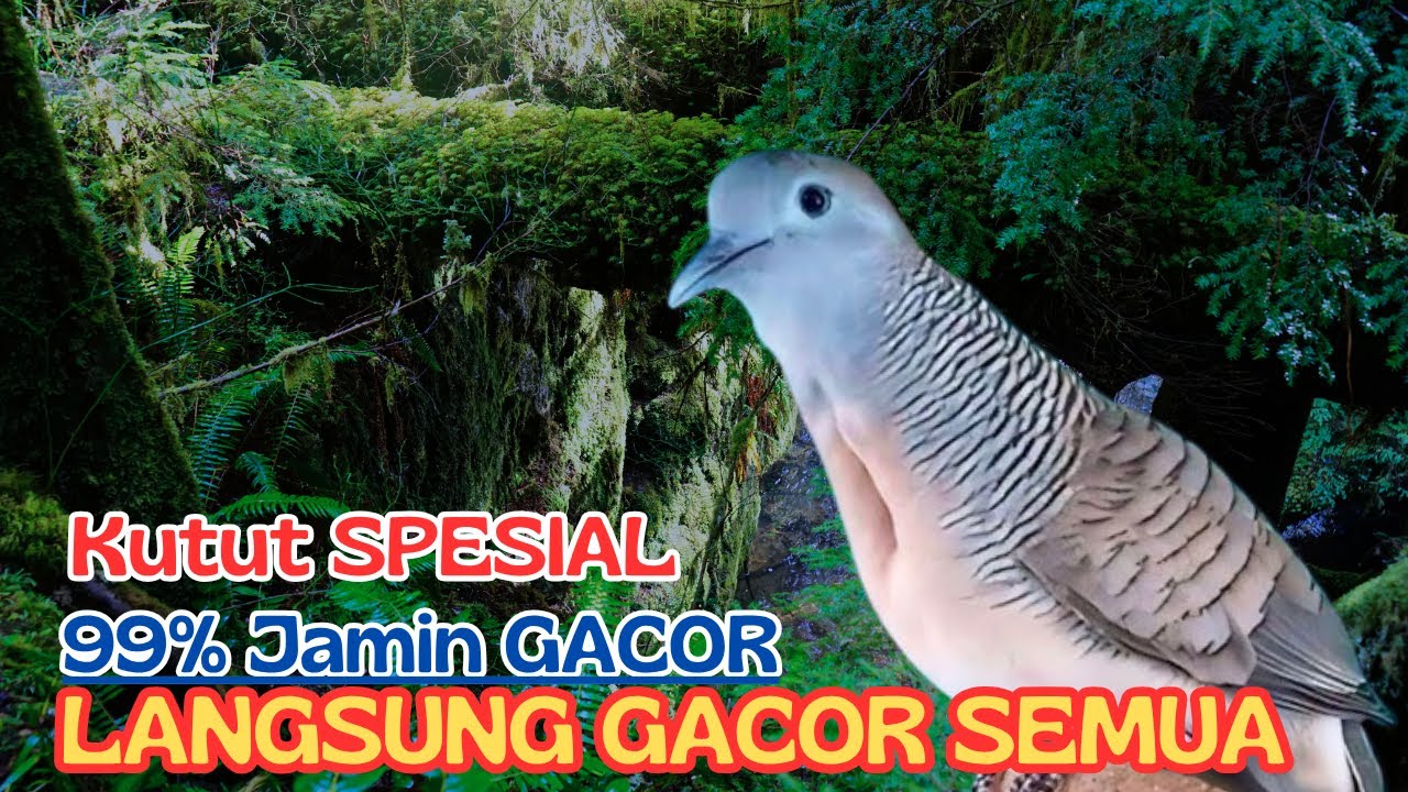 Diburu Kolektor! Perkutut Lokal Gacor Langka di Alam
