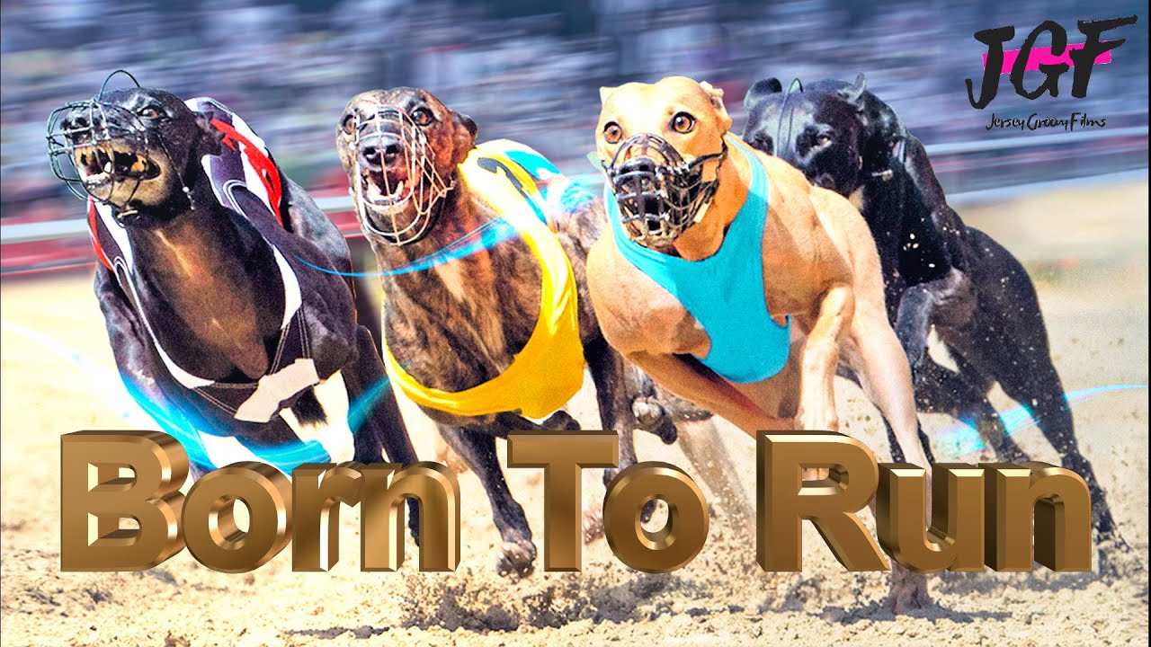 🏆 Greyhound Racing  - Chasing Victory 🏆