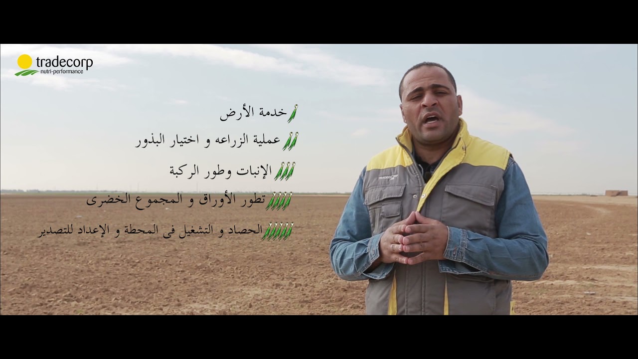 مراحل إنتاج البصل الأخضر - المرحلة الأولى (مرحلة خدمة الأرض)