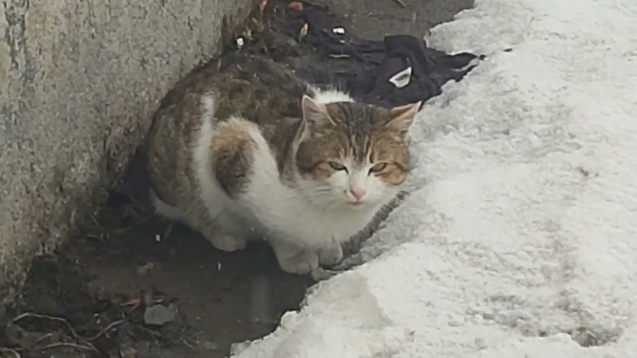 Котик 