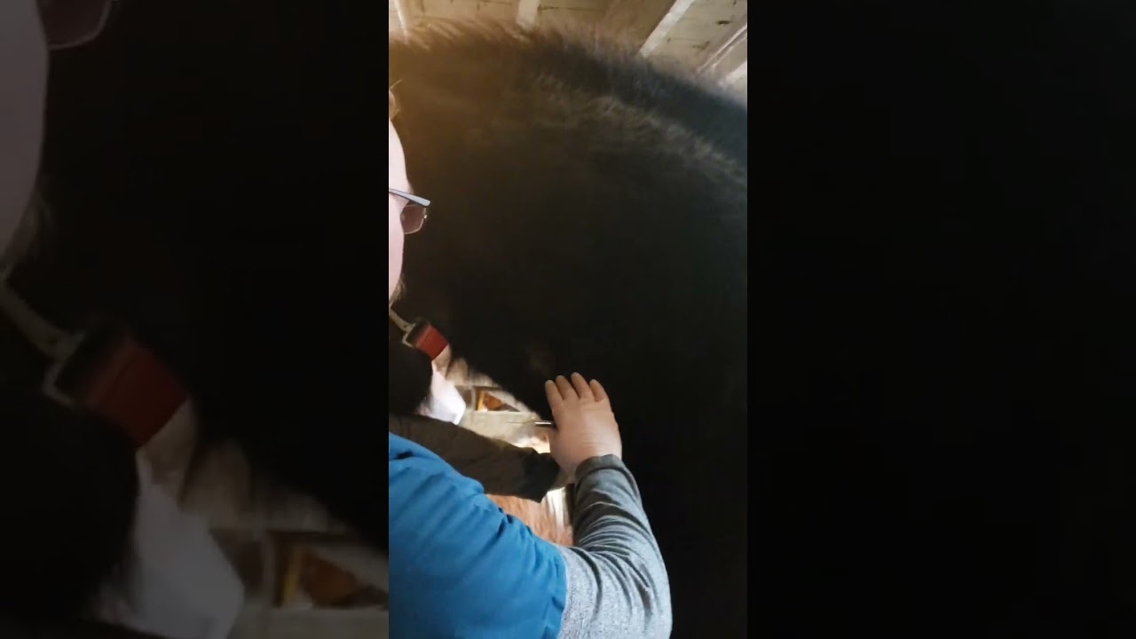 Equine IV Injection