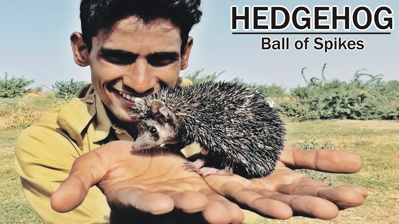 Hedgehog |A-z Information