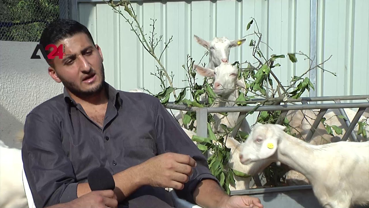 فلسطين- شاب غزاوي يحول حلمه إلى واقع بإقامته أول مزرعة ماعز من سلالة السانين