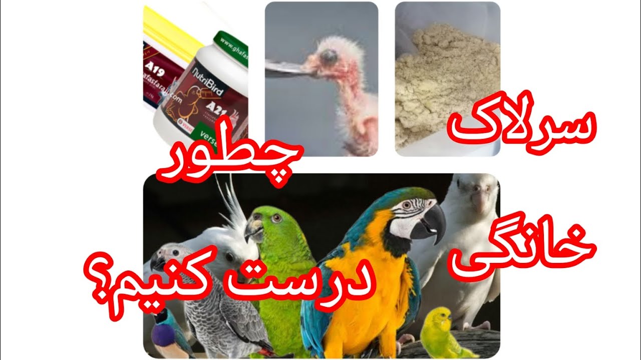 سرلاک خونگی و نکات طلایی سرلاک