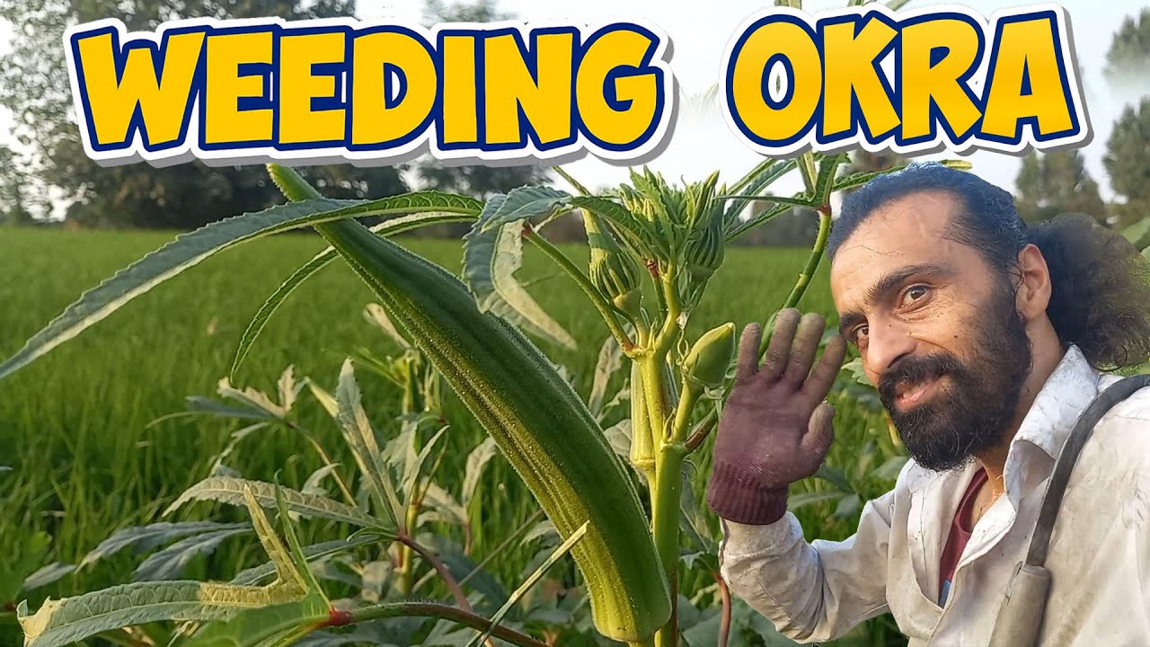 Okra Field Care | Removing Weeds Naturally #farmvlog #weeding #okra 