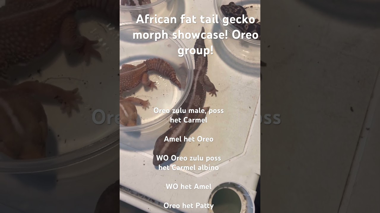 Oreo group goes crazy with the genetics! 